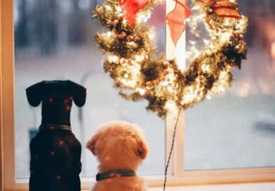 The Fragile Heart’s Guide To Surviving the Holidays The Fragile Heart’s Guide To Surviving the Holidays