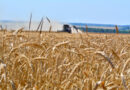 Corn and wheat prices jump to highest prices in more than three years
