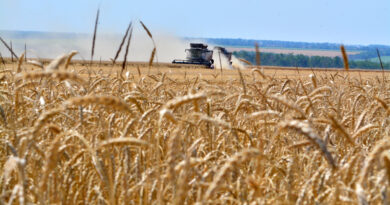 Corn and wheat prices jump to highest prices in more than three years